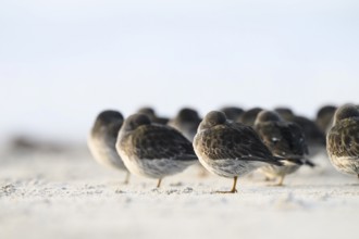 Sleeping sandpipers (Calidris maritima) on the beach of the dune, Heligoland, Schleswig-Holstein,