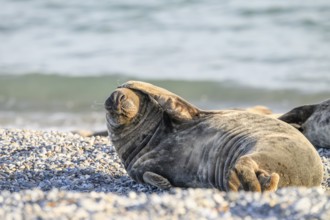 A grey seal (Halichoerus grypus) lies relaxed on the beach with the background of sand and sea It