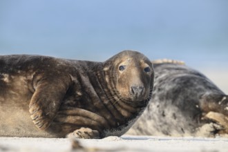 A grey seal (Halichoerus grypus) rests relaxed on the beach, with the background of the calm sea,