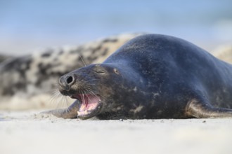 A grey seal (Halichoerus grypus) rests yawning on the beach, with the background of the calm sea,