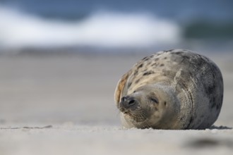 A grey seal (Halichoerus grypus) sleeps relaxed on the beach, with the background of the calm sea,