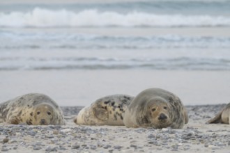 Grey seals (Halichoerus grypus) resting relaxed on the beach, with the background of the calm sea,