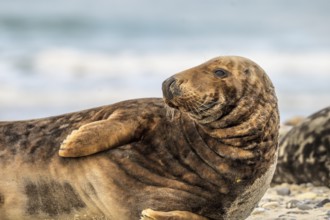 A grey seal (Halichoerus grypus) rests relaxed on the beach, with the background of the calm sea It