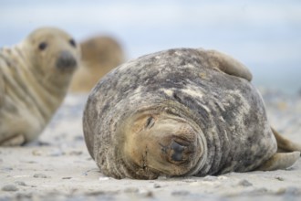 A male grey seal (Halichoerus grypus) rests relaxed on the beach, with the background of the calm