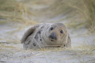 A young grey seal (Halichoerus grypus) lies curiously in the dunes and observes the surroundings,