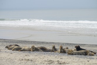 A group of grey seals (Halichoerus grypus) resting relaxed on the beach, with the background of the