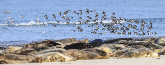 Birds flying over a group of grey seals (Halichoerus grypus) on the beach along the blue sea,