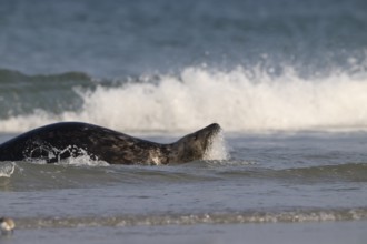 A grey seal (Halichoerus grypus) swimming in the surf on the beach of the dune, Heligoland,