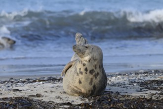 A grey seal (Halichoerus grypus) rests relaxed on the beach, with the background of the calm sea,