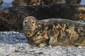 A grey seal (Halichoerus grypus) looks relaxed into the camera on the beach, with the background of