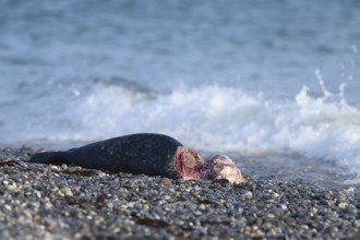 A dead young grey seal (Halichoerus grypus) on the beach, with the background of the calm sea,