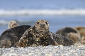 A grey seal (Halichoerus grypus) looks into the camera on the beach with the background of the calm