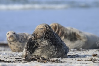An old grey seal bull (Halichoerus grypus) rests relaxed on the beach, with the background of the