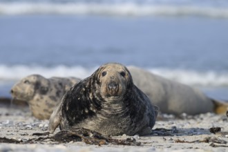 An old grey seal bull (Halichoerus grypus) rests relaxed on the beach, against the background of