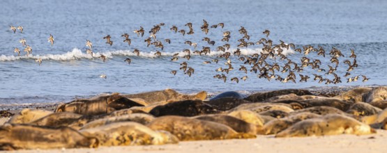 A large group of grey seals (Halichoerus grypus) rests relaxed on the beach, with the background of