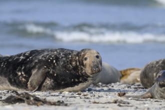 An old grey seal bull (Halichoerus grypus) rests relaxed on the beach, with the background of the