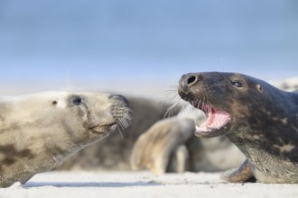 Two grey seals (Halichoerus grypus) resting relaxed on the beach, with the background of the calm
