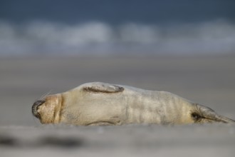 A young grey seal (Halichoerus grypus) rests relaxed on its side on the beach, with the background