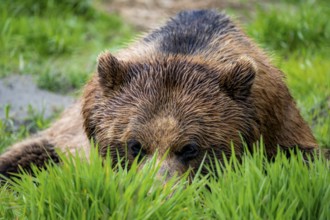 Brown bear (Ursus arctos) hiding in the grass, animal portrait, Alaska, USA
