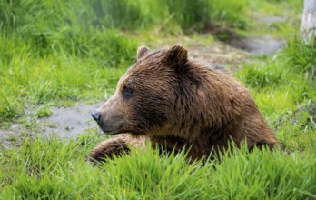 Brown bear (Ursus arctos), Alaska, USA