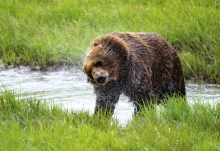 Brown bear (Ursus arctos) shaking water out of its fur after a bath in the river, spring, Alaska,