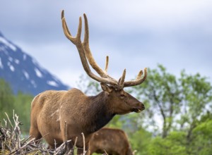 Wapiti (Cervus canadensis), Alaska, USA