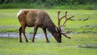 Wapiti (Cervus canadensis) grazing, Alaska, USA
