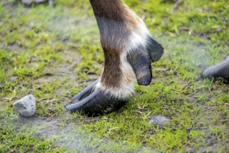 Hoof of a wapiti (Cervus canadensis), Alaska, USA