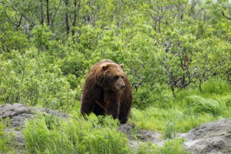 Brown bear (Ursus arctos) in the grass in spring, Alaska, USA