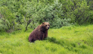 Brown bear (Ursus arctos) sitting in the grass in spring, Alaska, USA