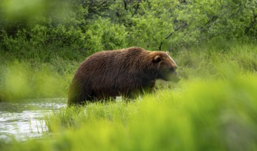Brown bear (Ursus arctos) on a river in spring, Alaska, USA
