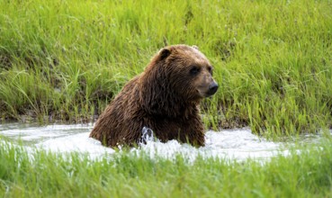 Brown bear (Ursus arctos) bathing in the river in spring, Alaska, USA