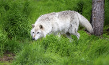 Arctic wolf (Canis lupus arctos), Alaska, USA