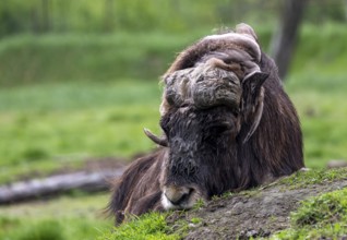 Musk ox (Ovibos moschatus), Alaska, USA