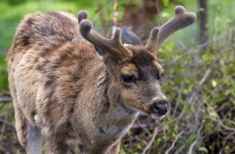 Sita deer (Odocoileus hemionus sitkensis), in spring, animal portrait, Alaska
