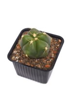 Potted 'Gymnocalycium Horstii' cactus plant on white background