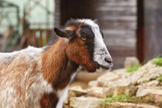 Small brown and white domestic goat