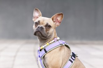 Portrait of blue fawn French Bulldog with long healthy nose wearing a dog harness and EM ceramics