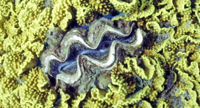 Lettuce coral (Turbinaria reniformis) with blue Maxima clam (Tridacta maxima), coral reef, Red Sea,
