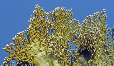 Lattice fire coral (Millepora dichotoma), coral reef, Red Sea, Hydrozoa, cnidarians. Fire corals