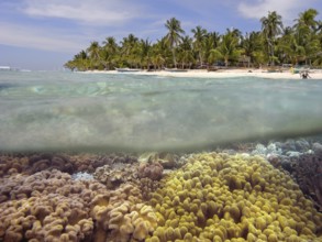 Half and half shot, underwater and beach with palm trees, various leather corals in shallow water,