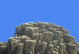 Stony coral (Porites lobata) Coral reef, Canyon Garden, Red Sea, Dahab, Sinai, Egypt