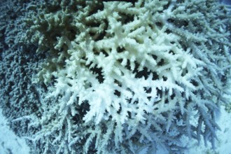 Staghorn coral (Acropora pharaonis), coral bleaching, climate change, coral reef, Red Sea, Marsa