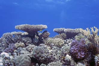 Reef scene with numerous hard corals, species diversity, coral reef, Red Sea, Hurghada, Egypt