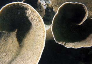 Lettuce corral (Turbinaria sp.), coral reef, round, Gulf of Thailand, South China Sea, Koh Samui