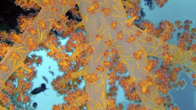 Hemprich's soft coral (Dendronephthya hemprichi), coral reef, Red Sea, Hamada, Egypt