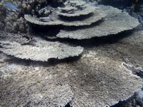 Table coral (Acropora cytherea), coral reef, Red Sea, Hamada, Egypt