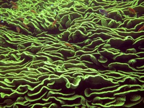 Lettuce coral (Turbinaria reniformis), coral reef, green, Red Sea, Sinai, Egypt
