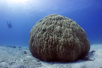 Single large stony coral (Porites lutea), coral reef, age approx. 300 years, Red Sea, Hurghada,