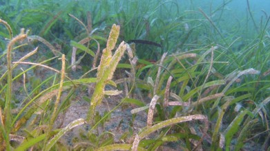 Seagrass ghost pipefish, pair, (Solenostomus cyanopterus) seagrass, seagrass meadow, camouflage,